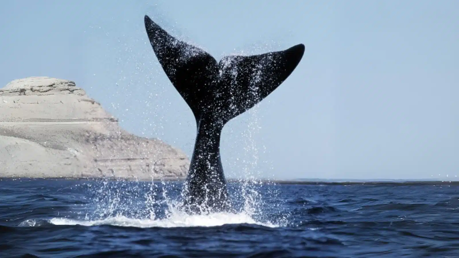 PUERTO MADRYN NOVIEMBRE